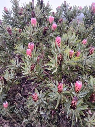 Protea neriifolia many flowerheads of different ages